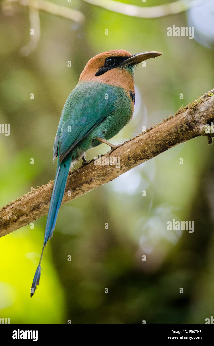 Breit-billed Motmot (Electron Platyrhynchum), Rara Avis, Costa Rica Stockfoto