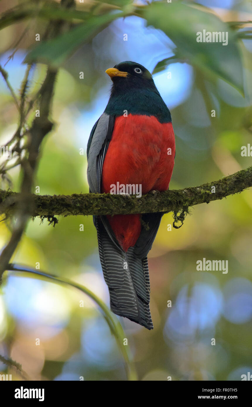 Gitter-tailed Trogon (Trogon Clathratus), Rara Avis, Costa Rica Stockfoto