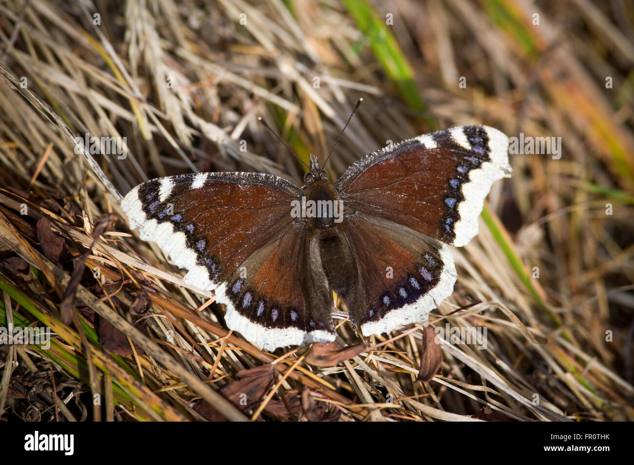 Butterfly Trauermantel (Nymphalis Antiopa), Tatra-Nationalpark, Slowakei Stockfoto