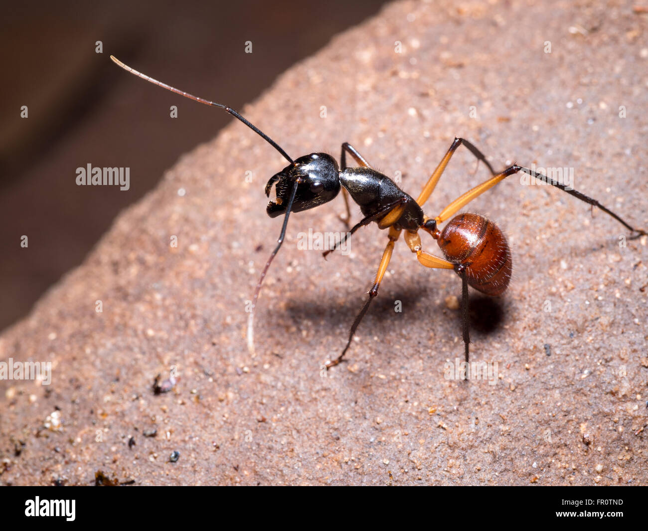Giant Forest Ant (Camponotus Gigas) in einer kleinen Höhle, Bako Nationalpark, Borneo, Malaysia Stockfoto