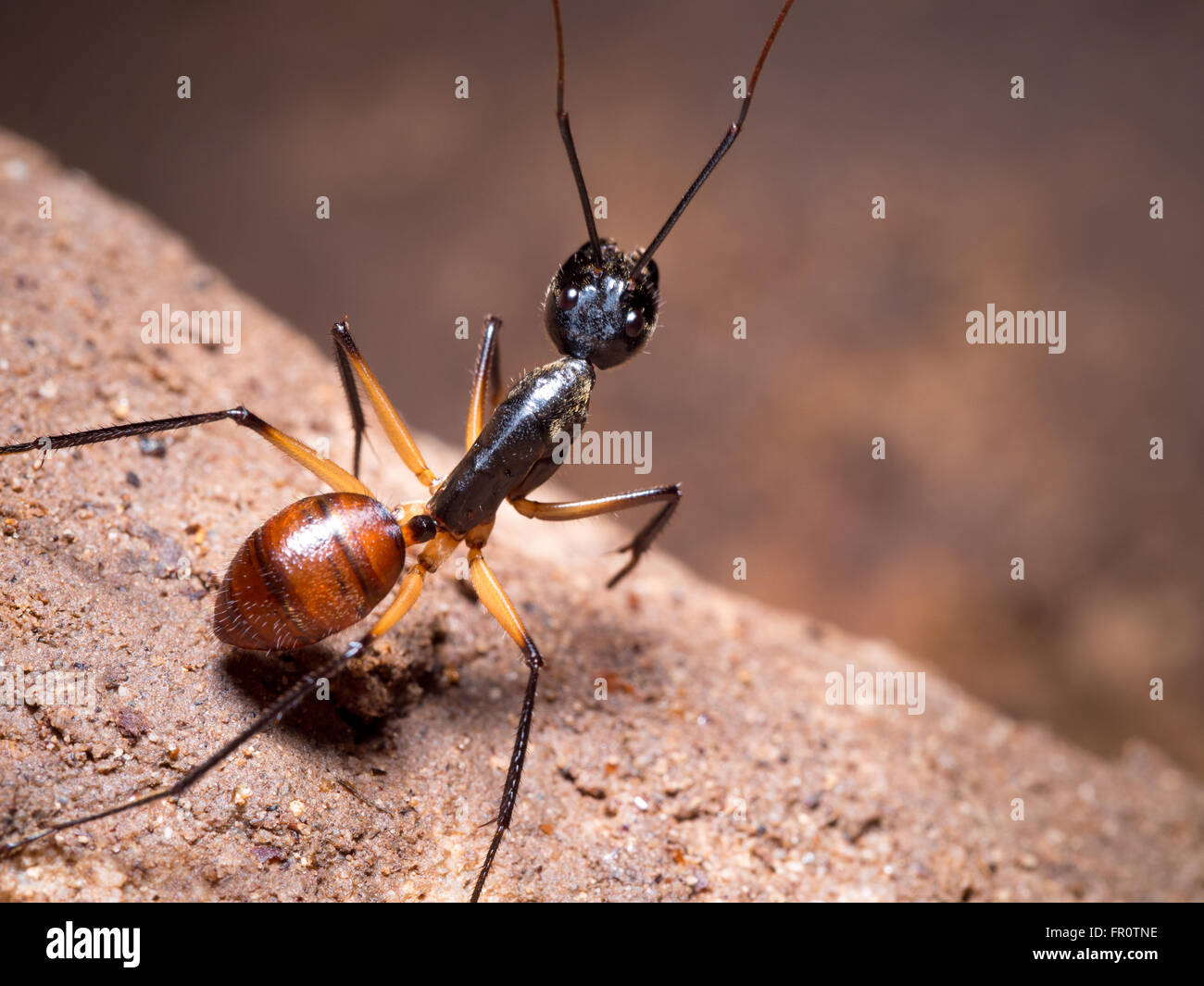 Giant Forest Ant (Camponotus Gigas) in einer kleinen Höhle, Bako Nationalpark, Borneo, Malaysia Stockfoto