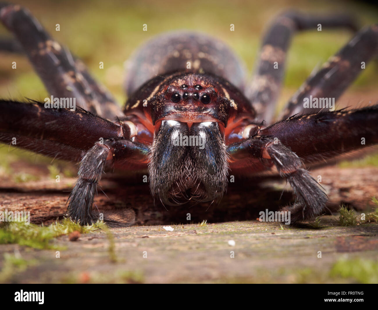 Huntsman Spinne (Sparassidae SP.), Bako Nationalpark, Borneo, Malaysia Stockfoto