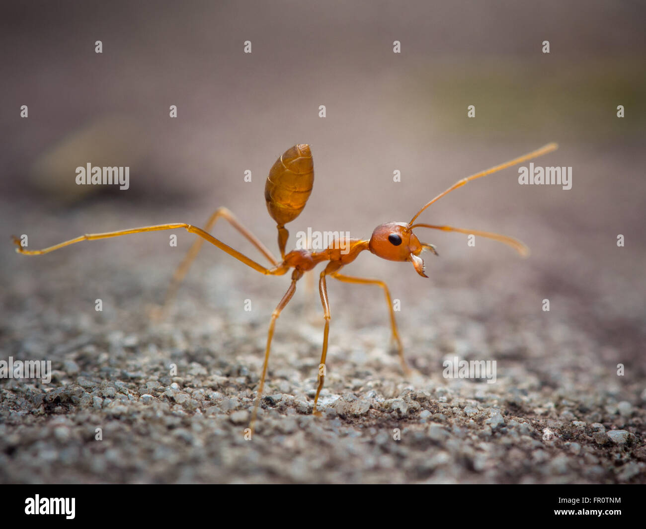 Weaver Ant (Oecophylla Smaragdina), Bako Nationalpark, Borneo, Malaysia Stockfoto