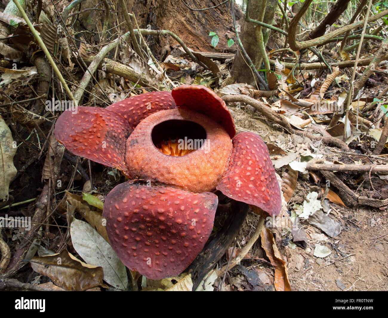 Rafflesia Tuan-Mudae, Gunung Gading, Sarawak, Malaysia Stockfoto