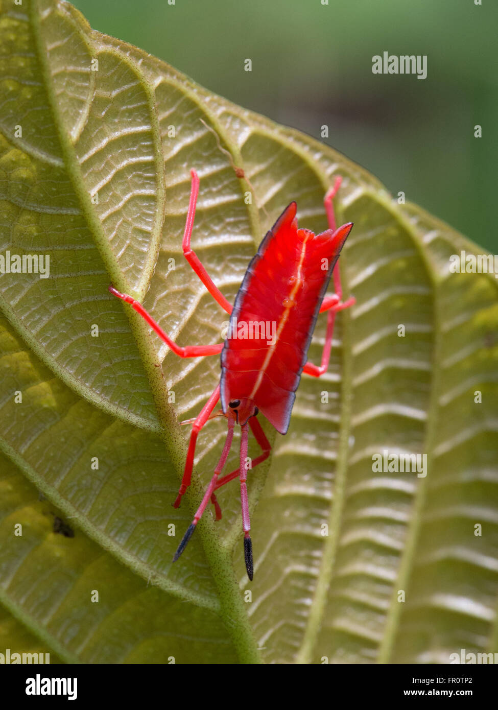 Stink Bug, Gunung Mulu, Sarawak, Malaysia Stockfoto
