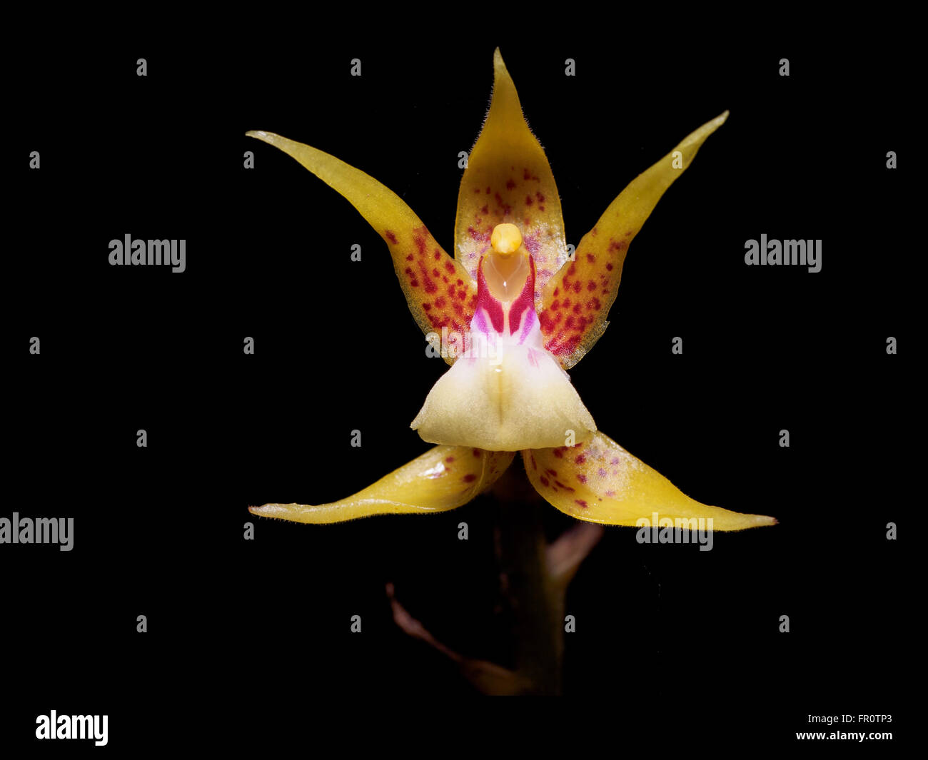 Plocoglottis Acuminata Boden wachsende Orchidee, Gunung Mulu, Borneo, Malaysia Stockfoto