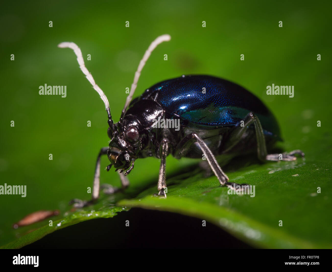 Leaf beetle (Crysomelidae) Gunung Mulu, Sarawak, Malaysia Stockfoto