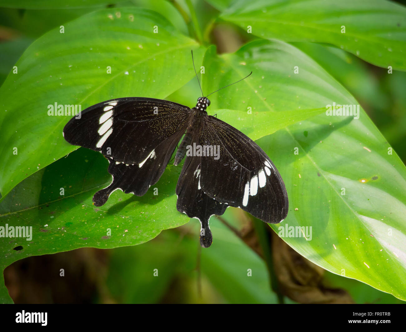 Schwarz und weiß Helen (Papilio Nephelus) in der Nähe von Kinabatangan Fluss, Sabah, Malaysia Stockfoto