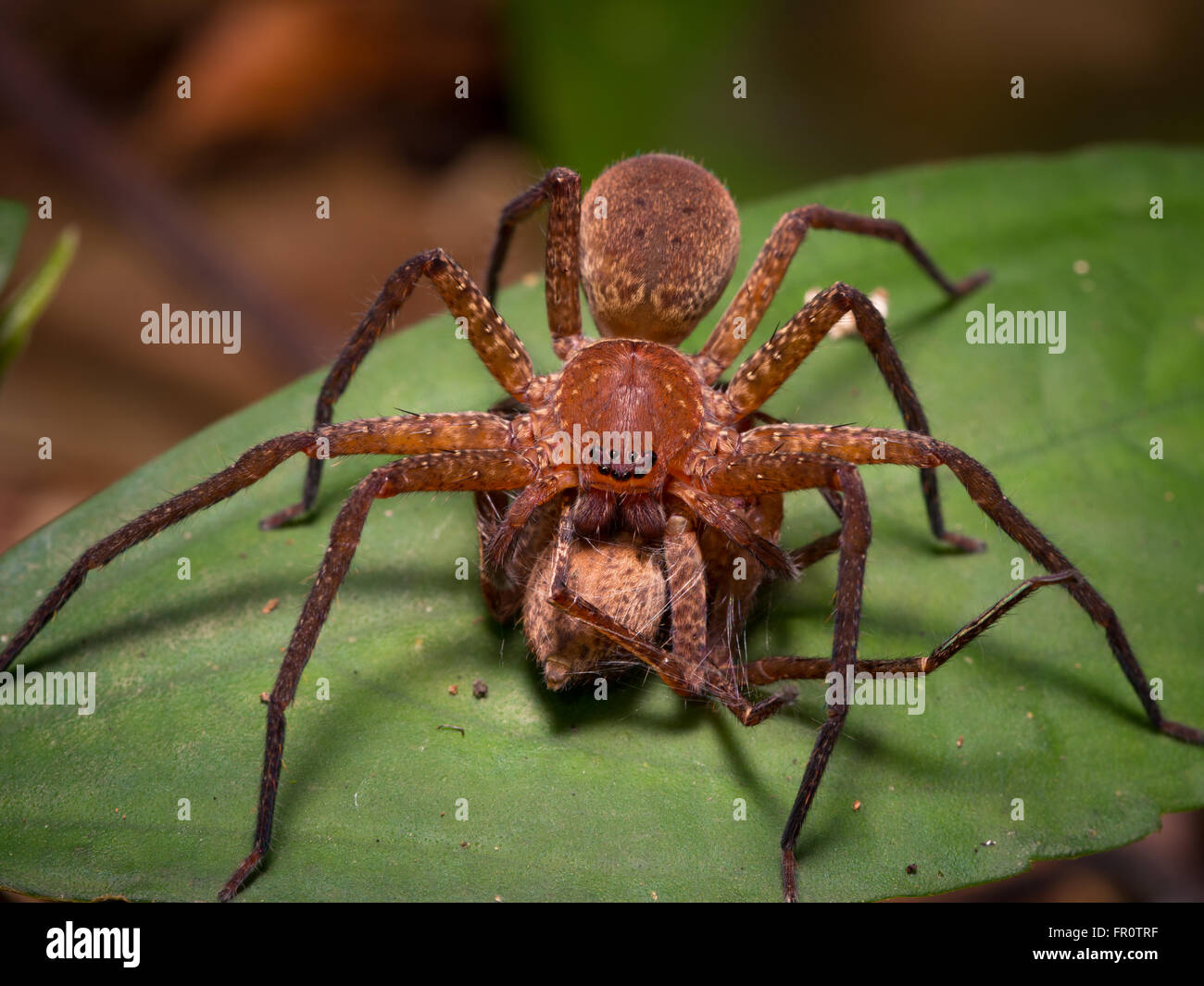 Huntsman Spinne (Heteropoda SP.) Jagd auf ein anderes Huntsman Spinne, Tawau Hills, Sabah, Malaysia Stockfoto