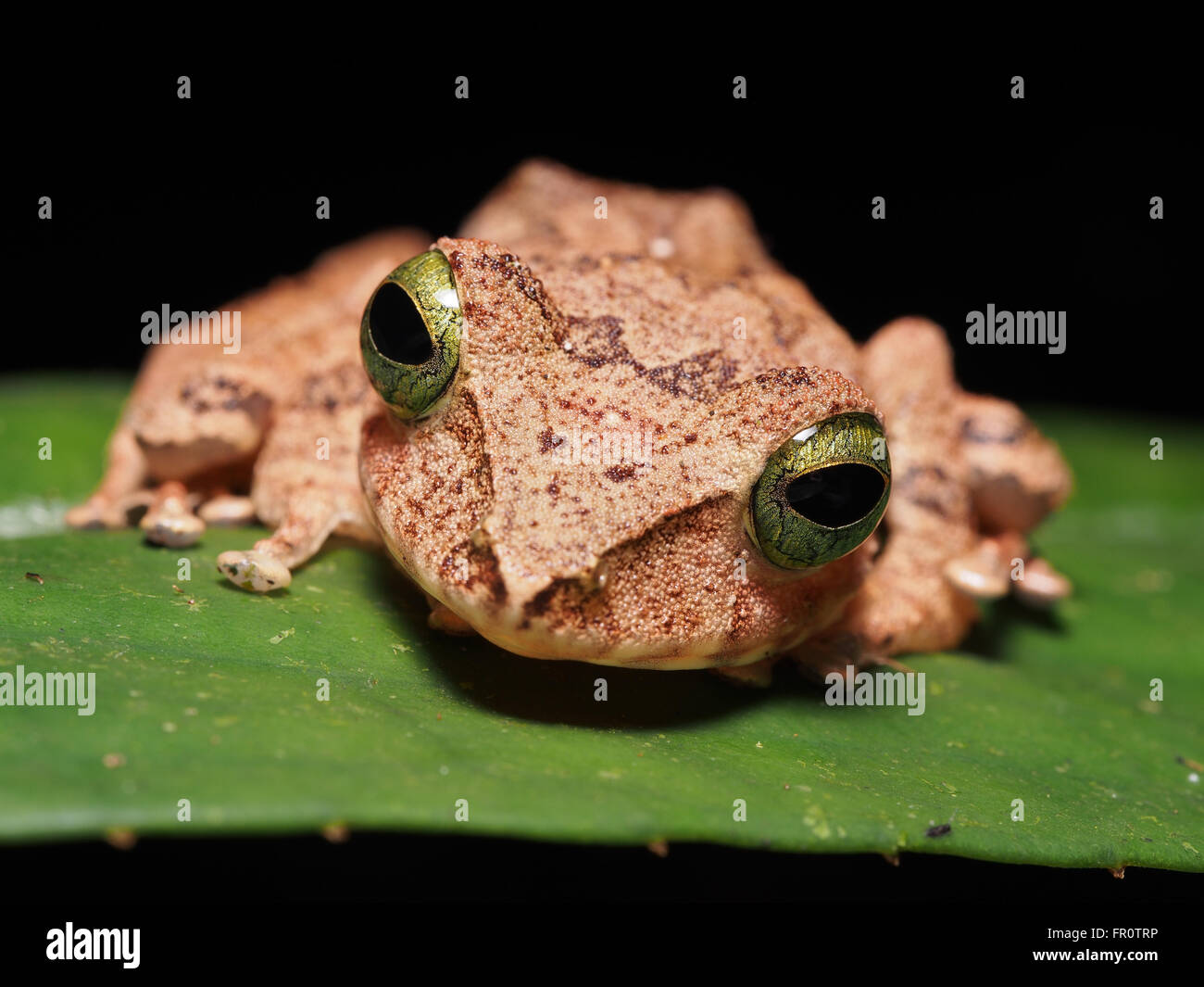 Philautus hoshii - schöne Frosch mit den grünen Augen. Tawau Hills Park, Borneo, Malaysia Stockfoto