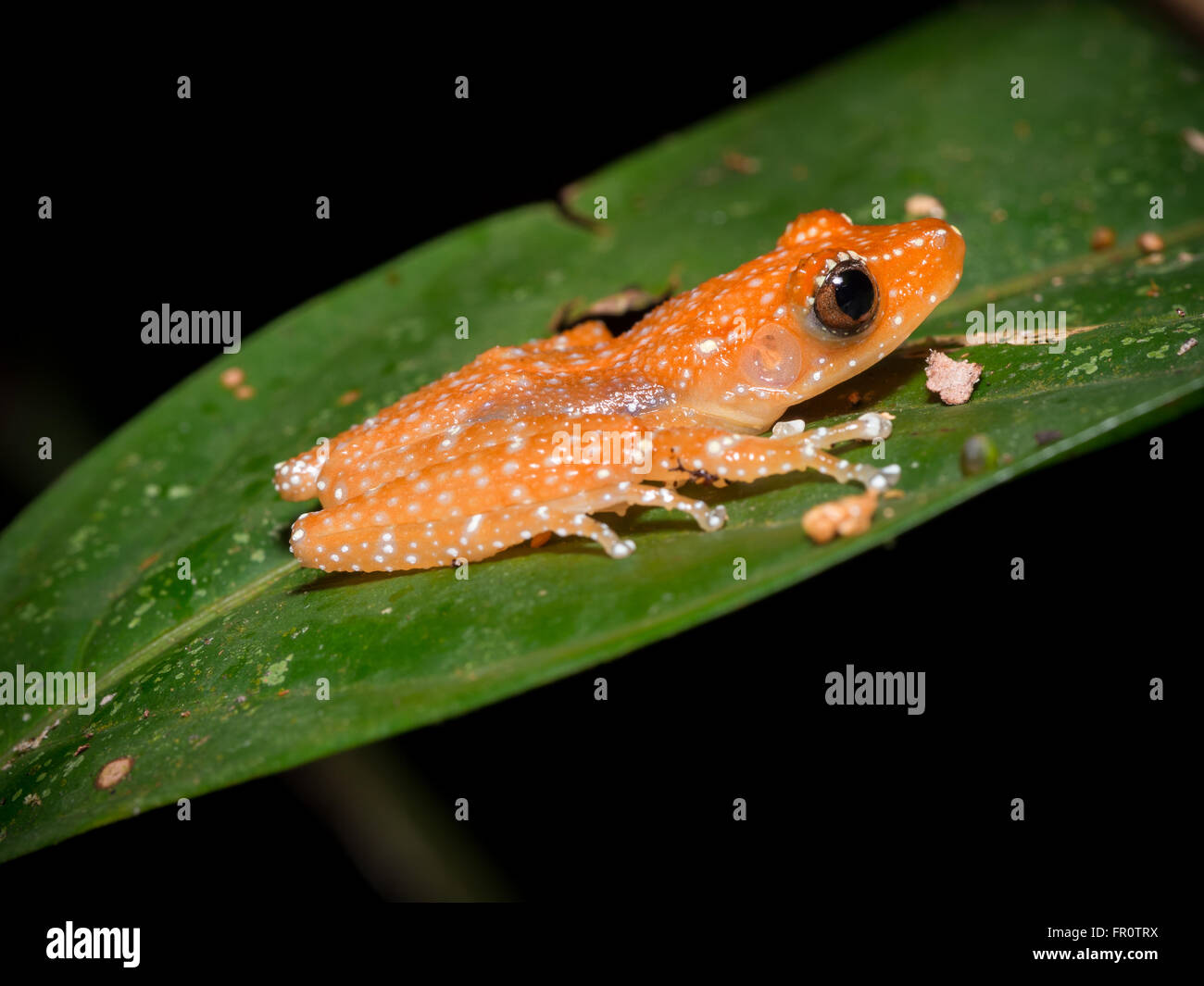 Borneo Zimt Frosch, Tawau Hills Park, Borneo Stockfoto