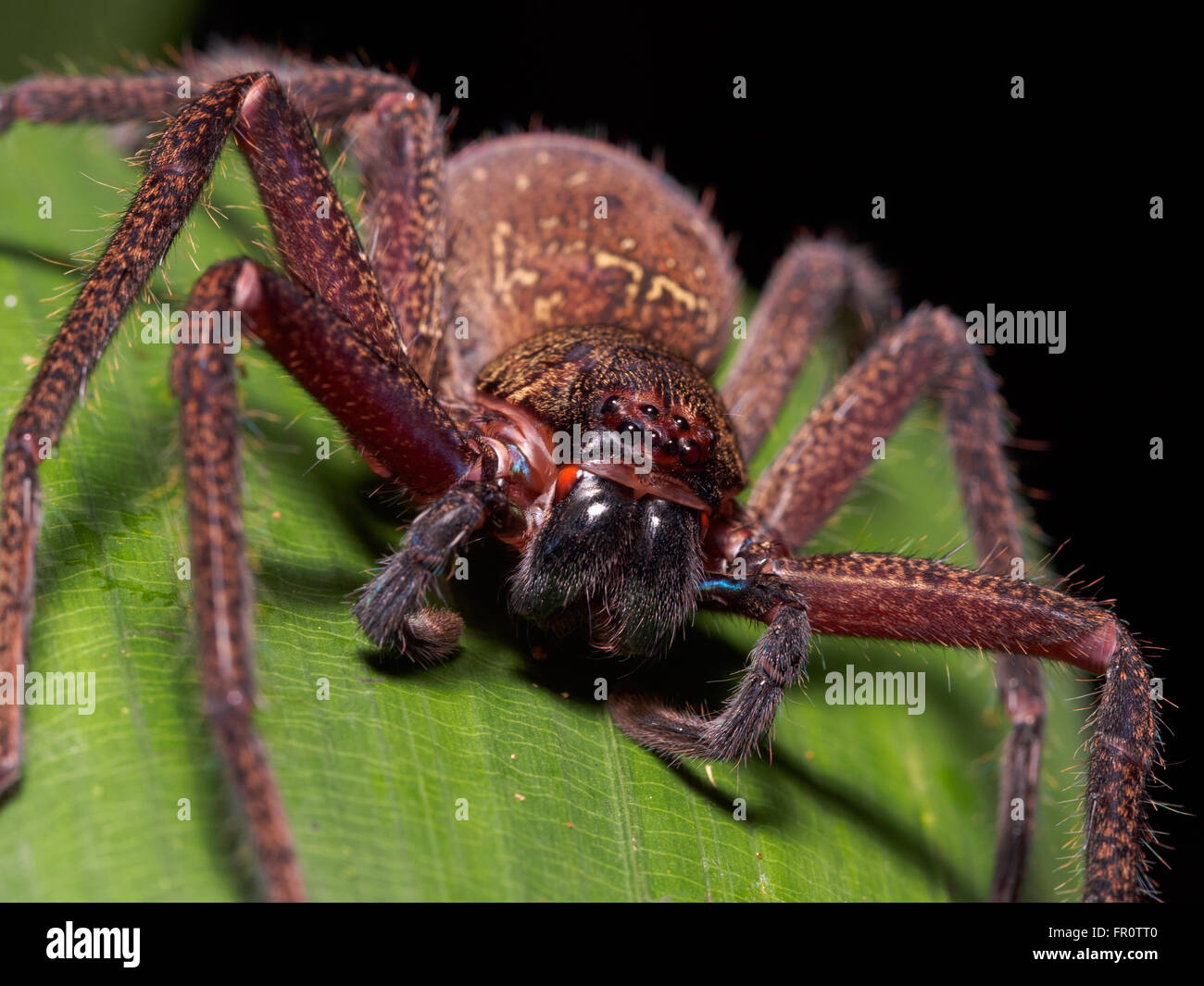 Huntsman Spinne (Sparassidae SP.), Tawau Hills, Borneo, Malaysia Stockfoto
