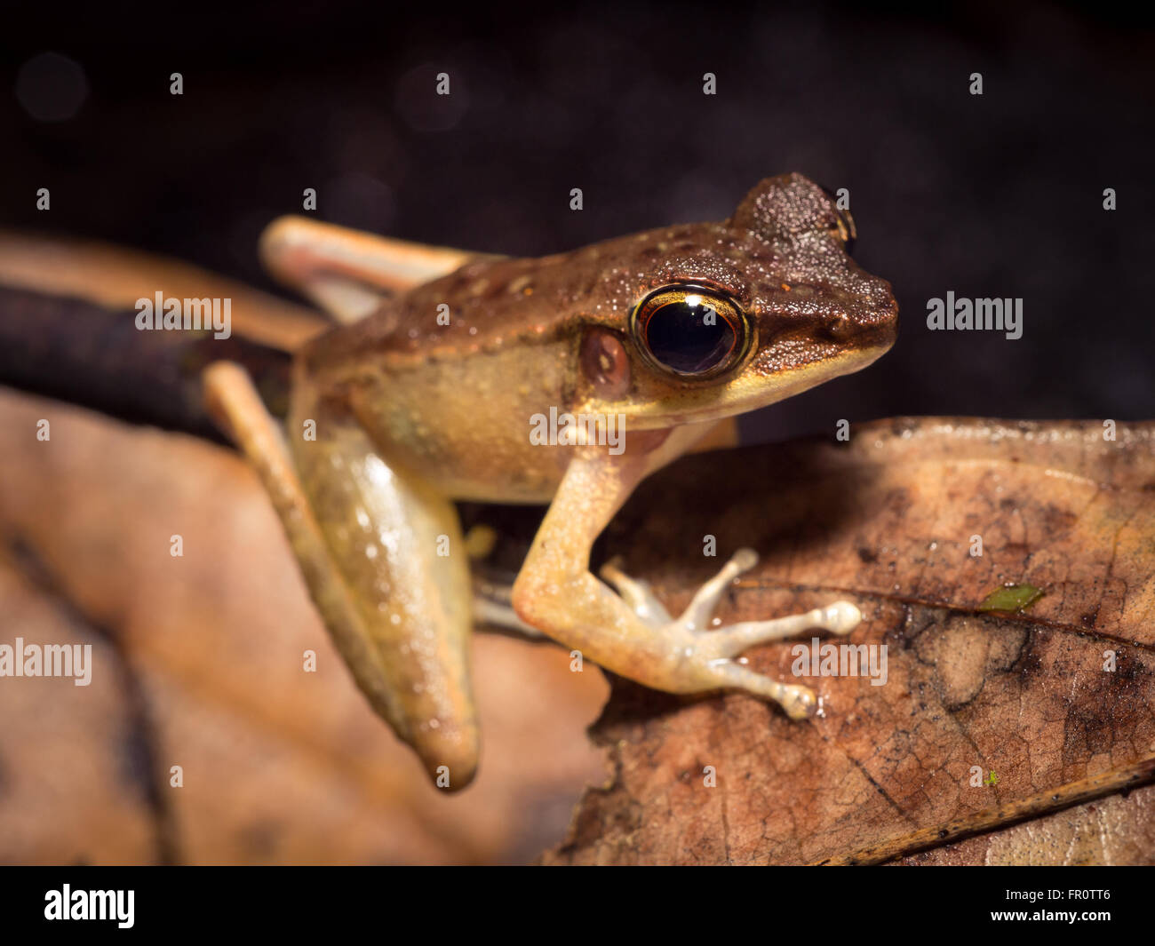 Borneo-Cricket-Frosch (Hylarana Nicobariensis) Tawau Hills Park, Borneo, Malaysia Stockfoto