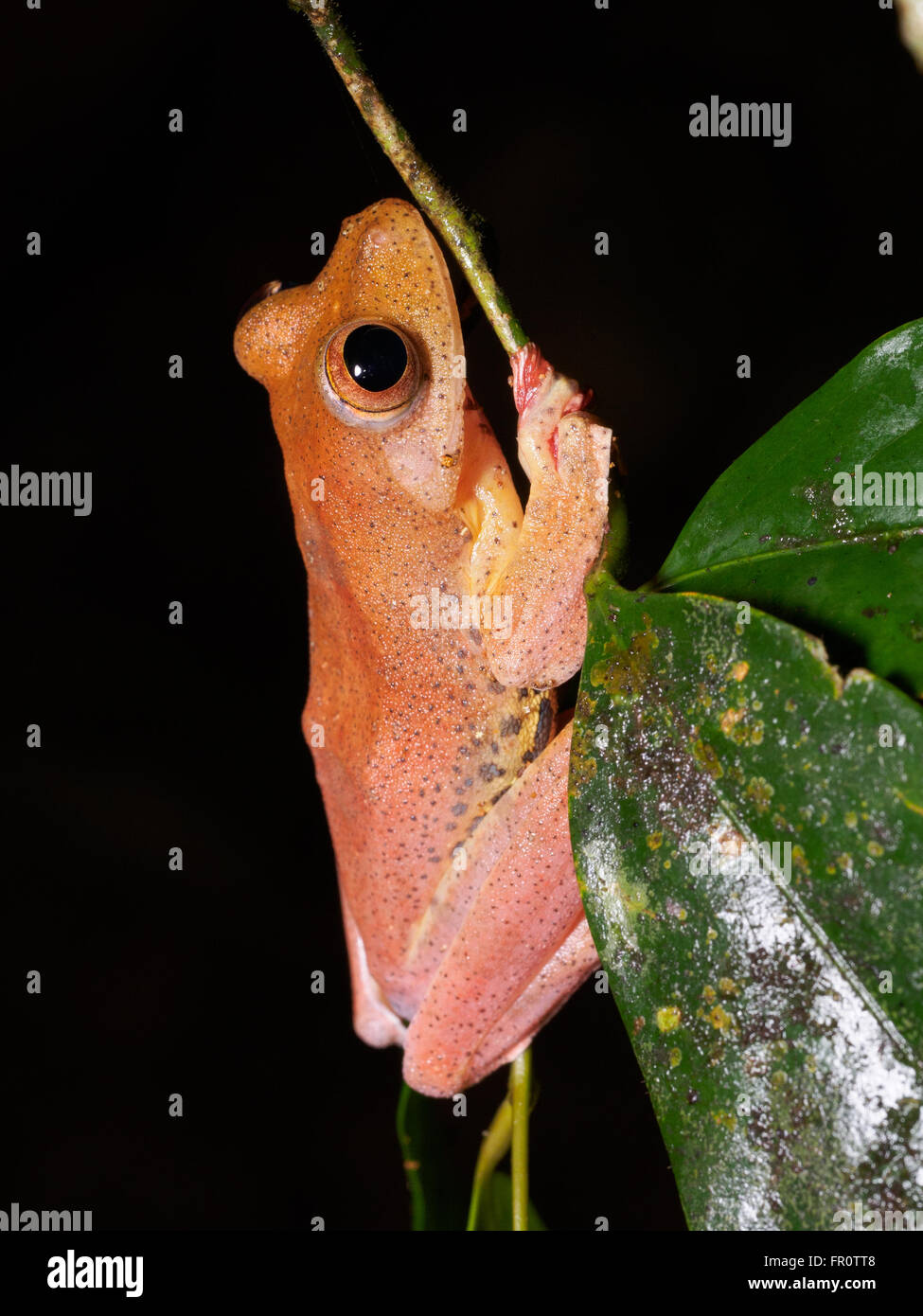 Halrequin Flying Frog (Rhacophorus Pardalis) Tawau Hills Park, Borneo, Malaysia Stockfoto