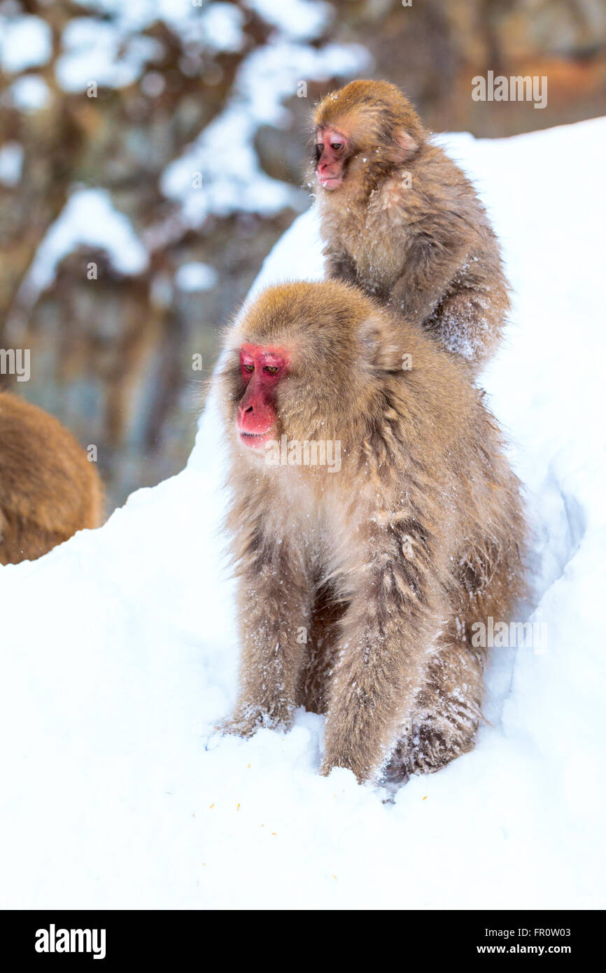 Eine Schnee-Affe-Mutter und Baby spielen im Schnee, in der Nähe Jigokudanis Thermalquelle, Japan. Stockfoto
