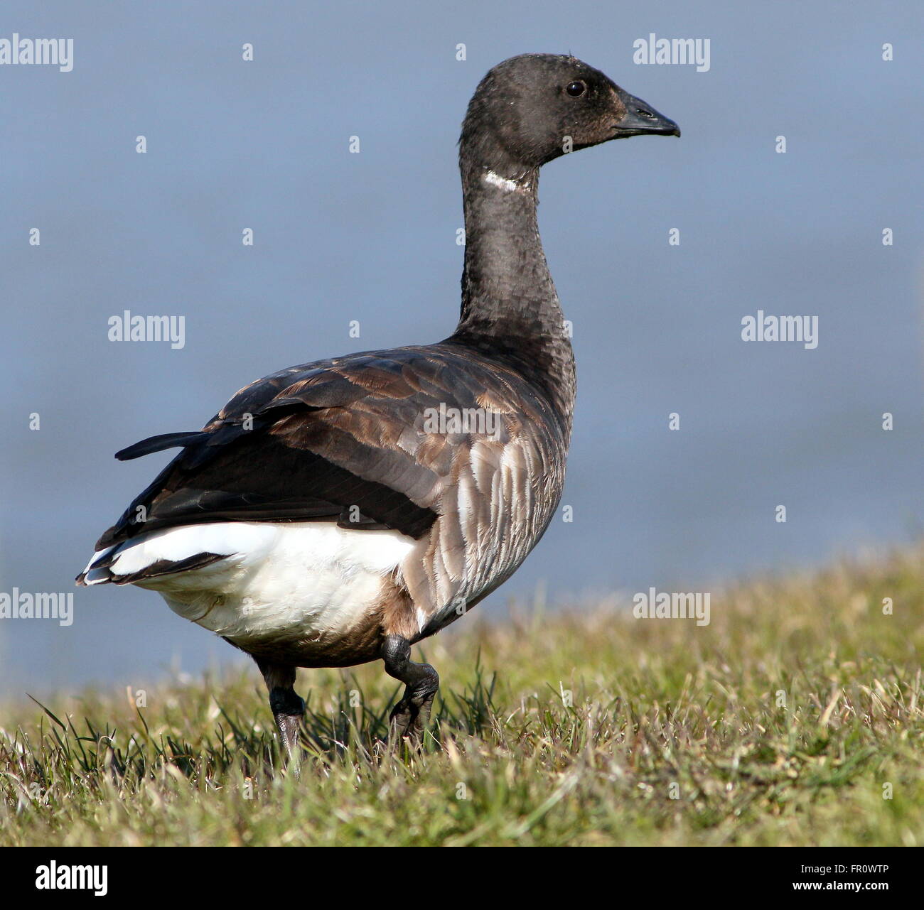 Dunkel-bellied Brant Gans (Branta Bernicla) close-up während des Gehens auf dem Wattenmeer Deich, Norden der Niederlande Stockfoto