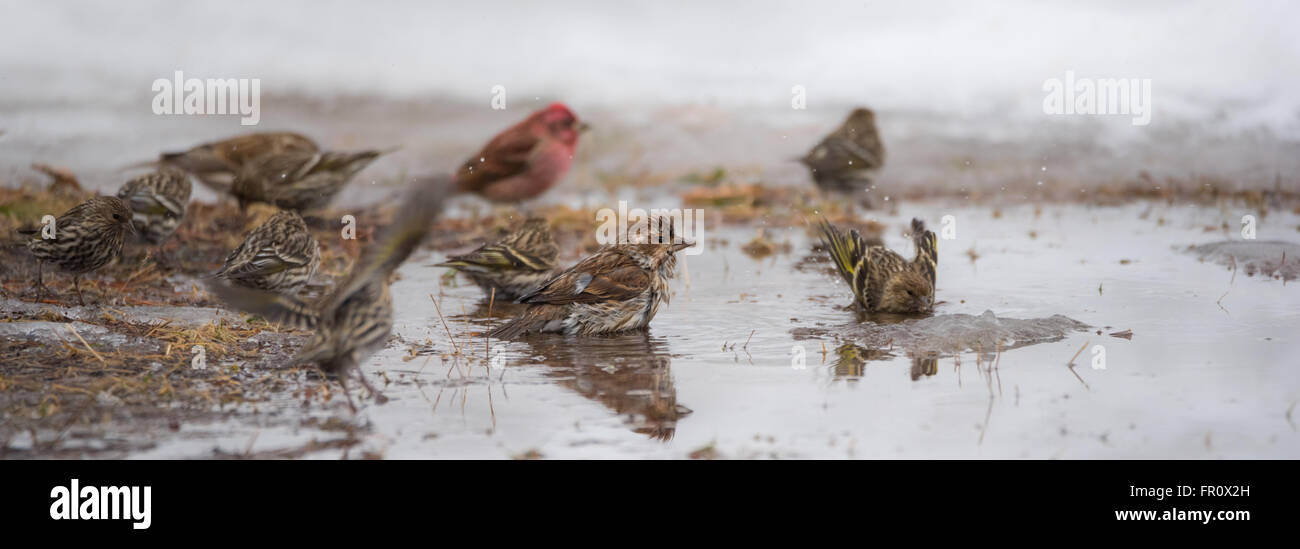 Baden waschen Fotos und Bildmaterial in hoher Auflösung Alamy