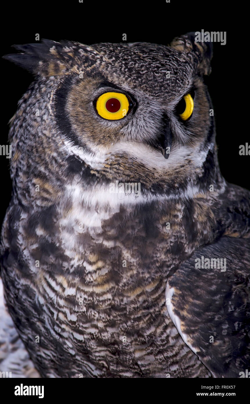 Diese Nahaufnahme Foto ist eine große gehörnte Eule in Oregon. Stockfoto