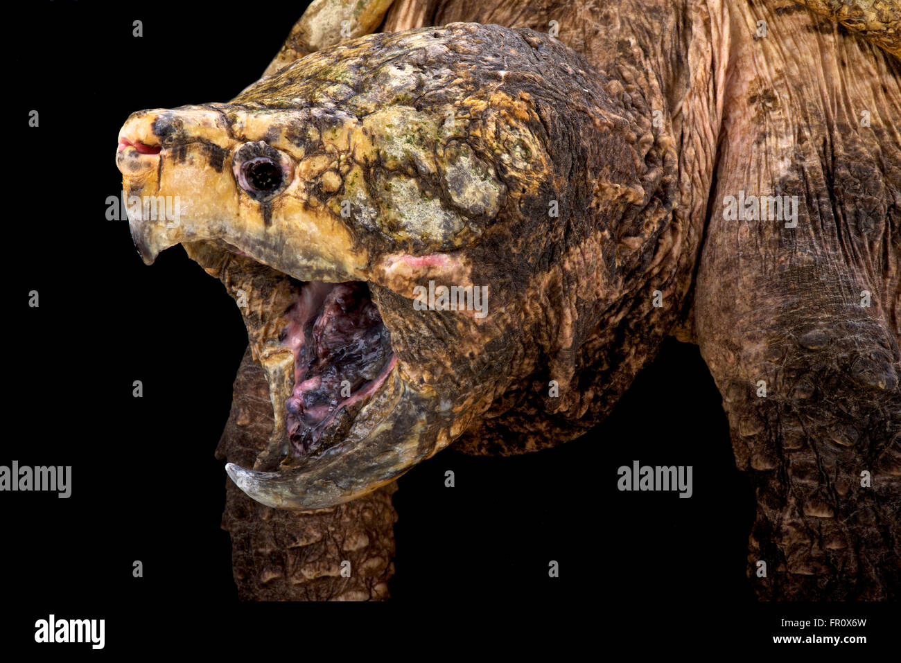 Alligator Schnappschildkröte (Macrochelys Temminckii) Stockfoto