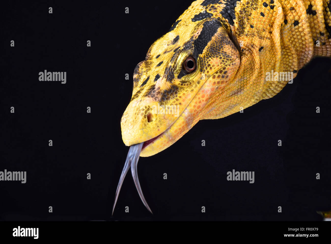 Philippinischen Wasser-Monitor (Varanus Cumingi) Stockfoto