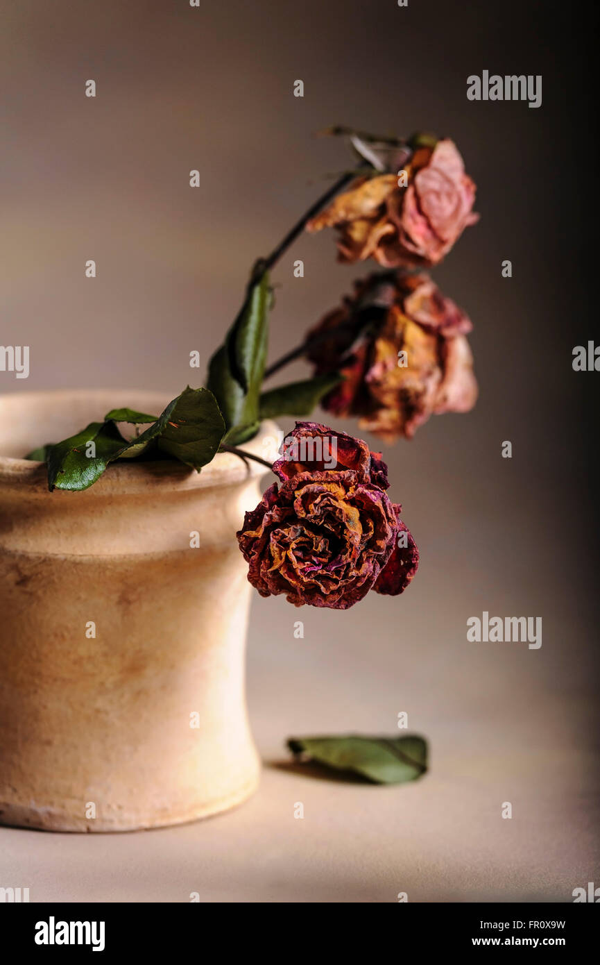 Alten verblichenen Rosen auf einem strukturierten Hintergrund. Stockfoto