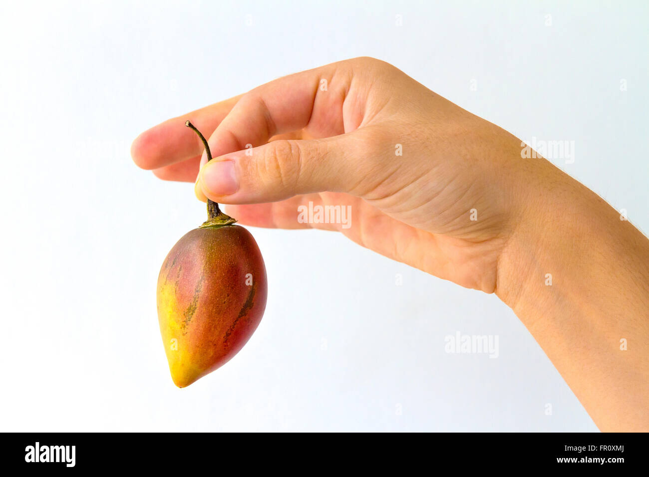 Eine Tamarillo Frucht von seinem Stamm durch die Hand einer jungen Frau, isoliert auf weiss gehalten. Stockfoto