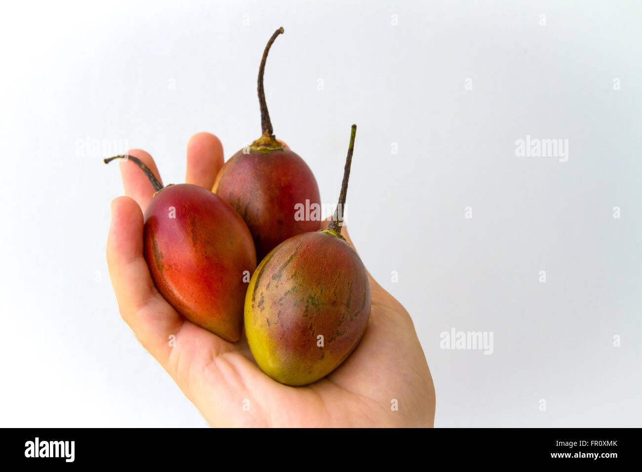 Eine Reihe von Tamarillo Obst statt in der Handfläche einer jungen Frau, isoliert auf weiss. Stockfoto