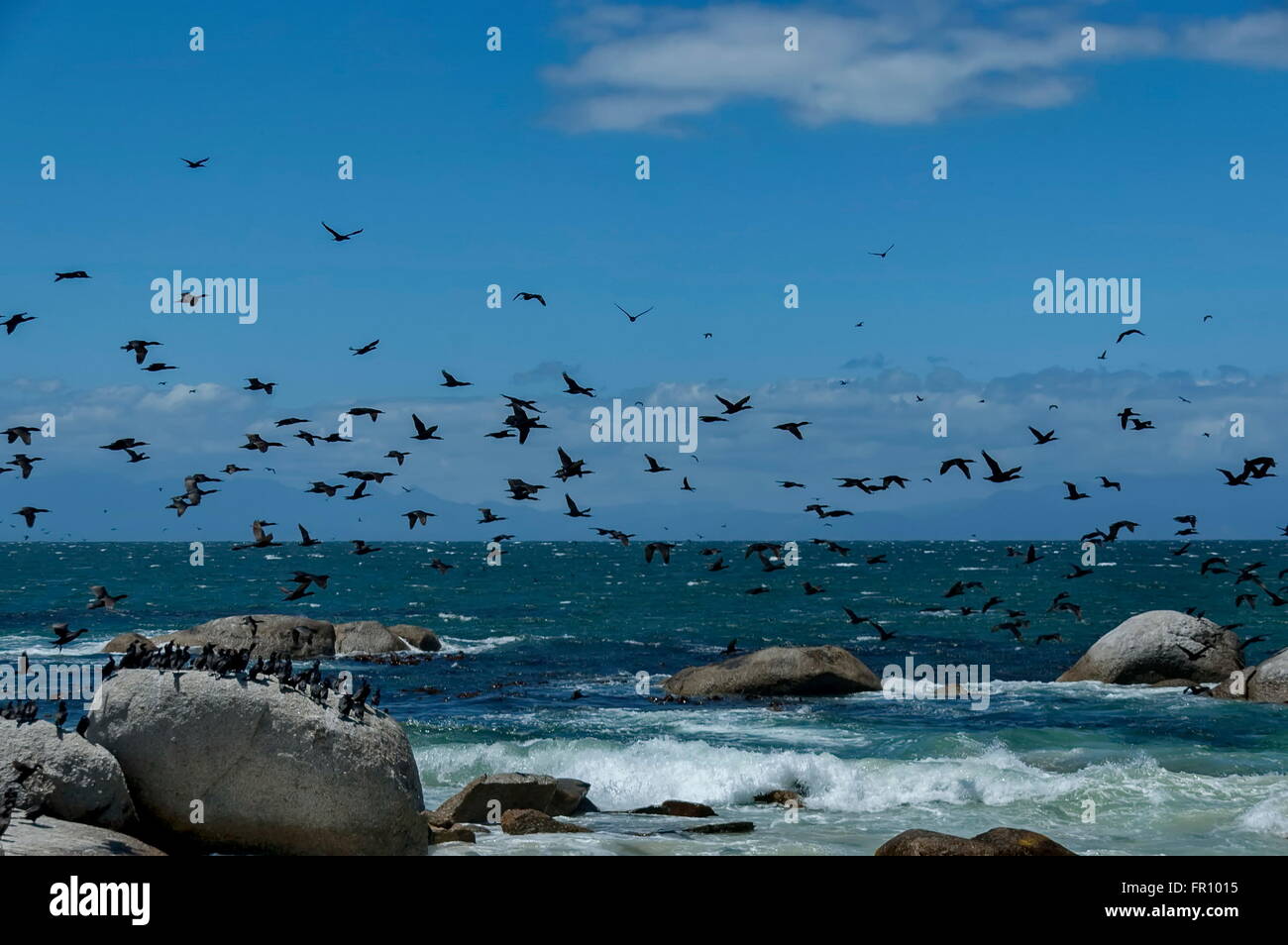 Kap-Kormoran an der atlantischen Küste von Kap der guten Hoffnung, Südafrika Stockfoto