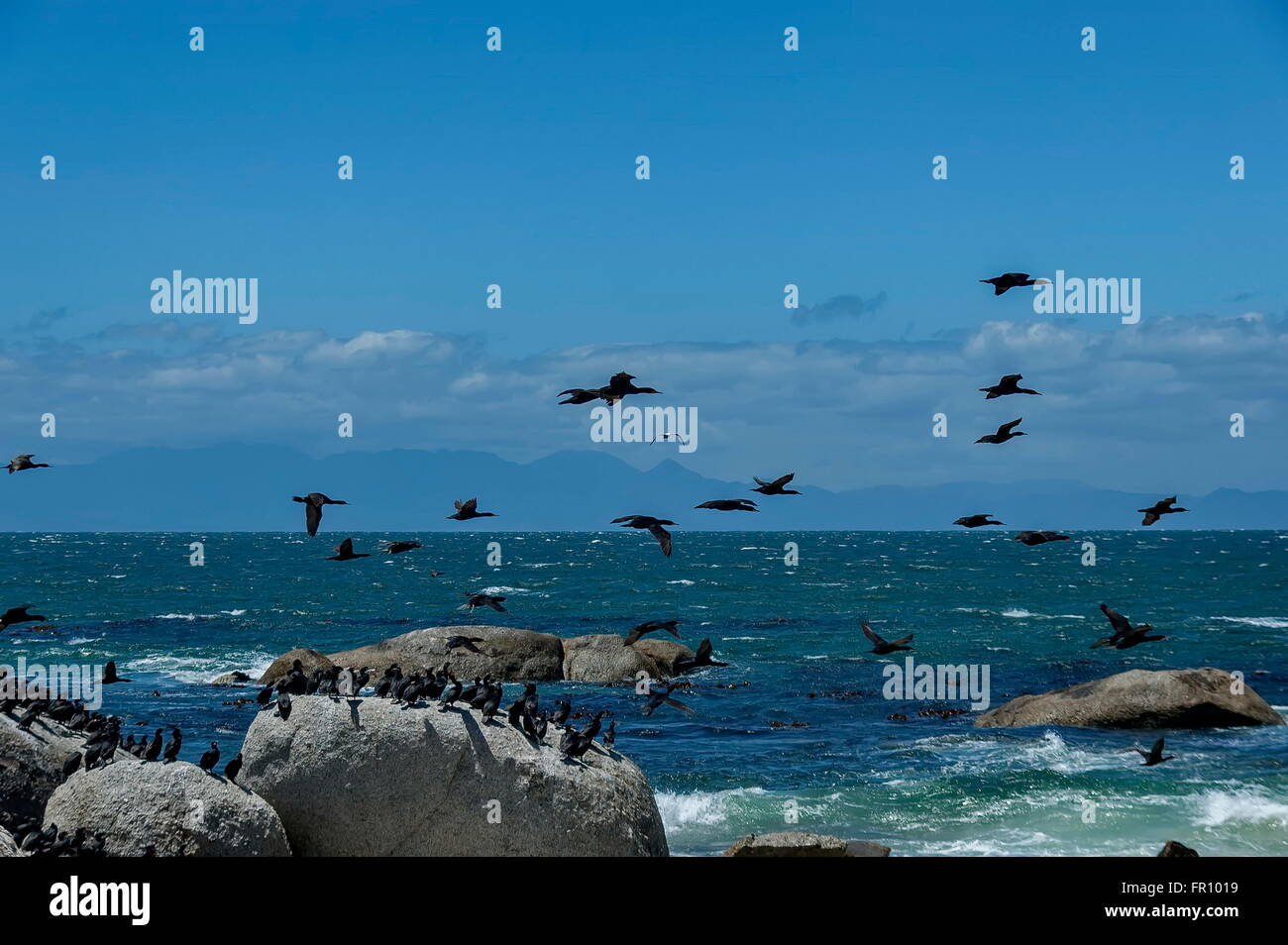 Kap-Kormoran an der atlantischen Küste von Kap der guten Hoffnung, Südafrika Stockfoto