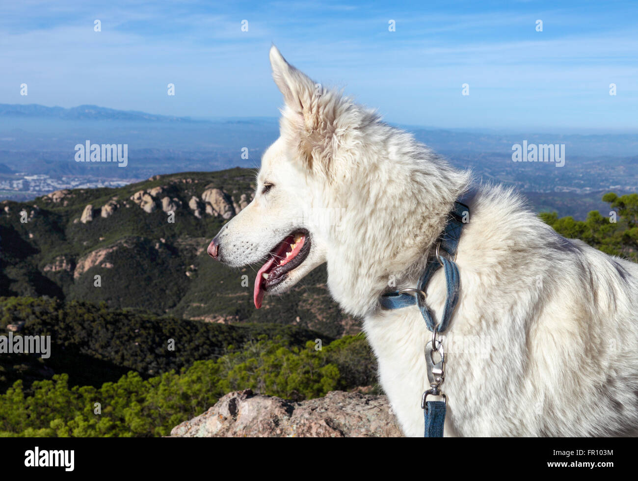 Hund auf Sandstein Peak im Kreis X Ranch Stockfoto