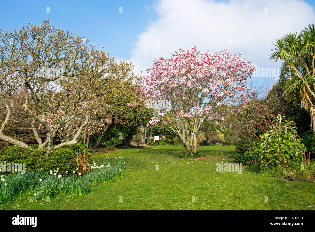 Vorfrühling im Morrab Gardens, Penzance, Cornwall, UK Stockfoto