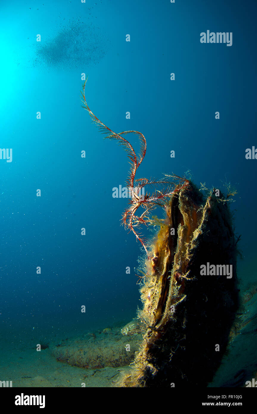 Riese Shell eingetaucht in den Sand unter dem Meer Stockfoto