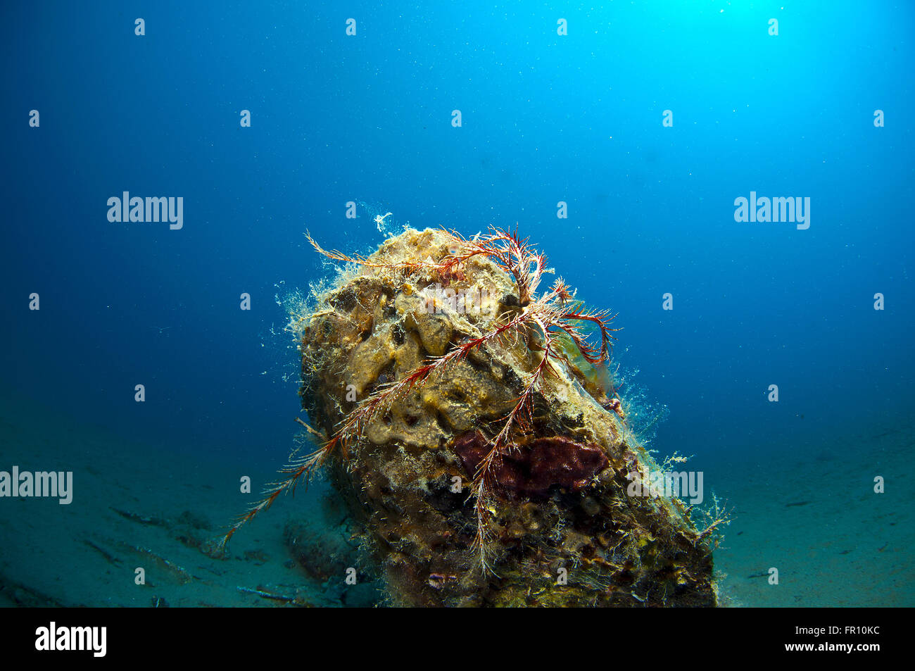 Riese Shell eingetaucht in den Sand unter dem Meer Stockfoto