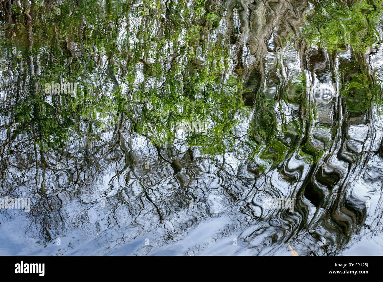 Florida, Süd, FL, Everglades, Big Cypress National Preserve Park, H.P. Williams Roadside Park, natürliche Landschaft, Wasser, Reflexion, Zypressen, Wellen, Besuch Stockfoto