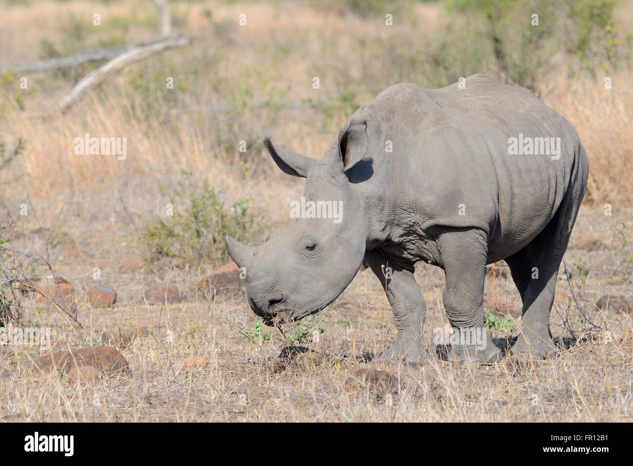 Breitmaulnashorn oder Square-lippige Rhinoceros (Ceratotherium Simum), jung, Weiden, Krüger Nationalpark, Südafrika, Afrika Stockfoto