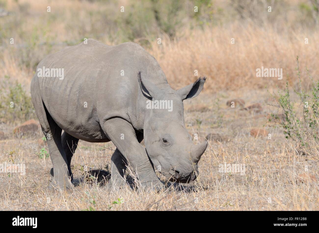Breitmaulnashorn oder Square-lippige Rhinoceros (Ceratotherium Simum), jung, Nahrungssuche, Krüger Nationalpark, Südafrika, Afrika Stockfoto