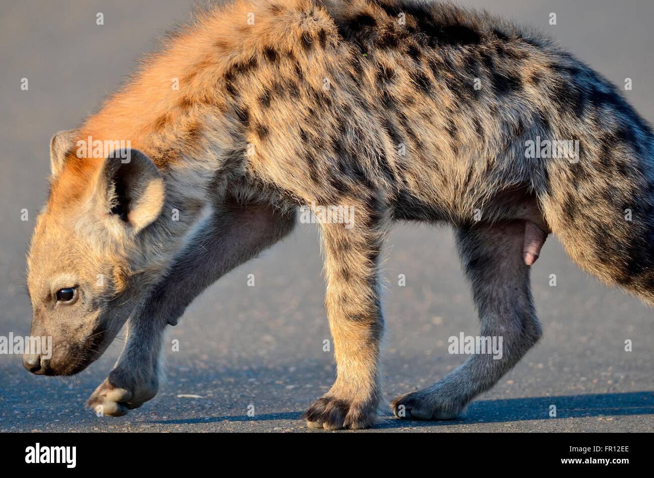 Gesehen, Hyäne oder Laughing Hyänen (Crocuta Crocuta) junges, schnüffeln, der Straße, am frühen Morgen, Krüger Nationalpark, Südafrika, Afrika Stockfoto