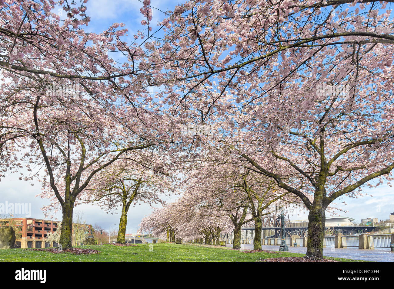Baumreihen Kirschblüte in voller Blüte im Portland Waterfront Park im Frühling Stockfoto