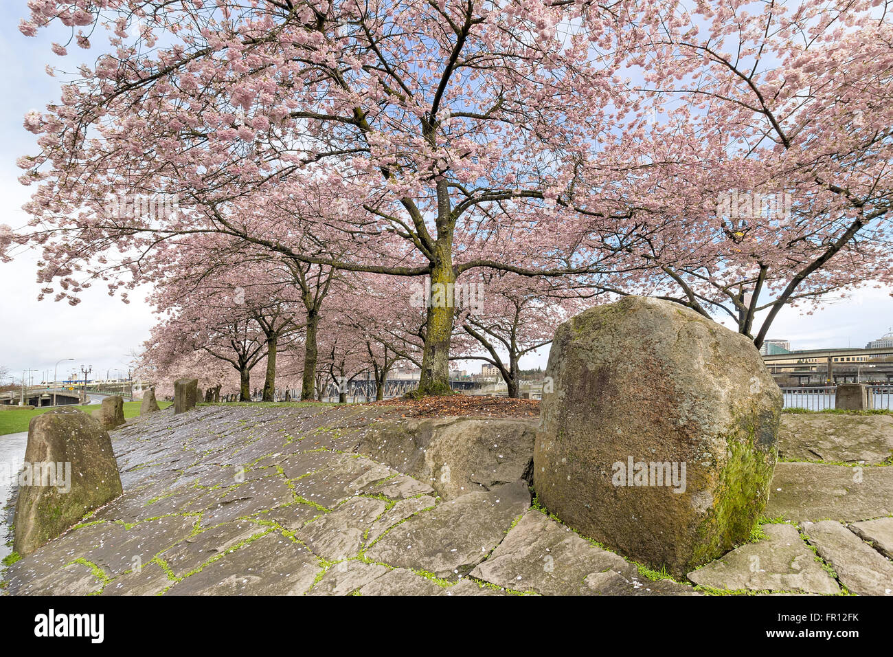 Kirschbäume blühen mit rosa Blumen in voller Blüte mit großen Felsen Findlinge Hardscape im Waterfront Park in Portland, Oregon Stockfoto