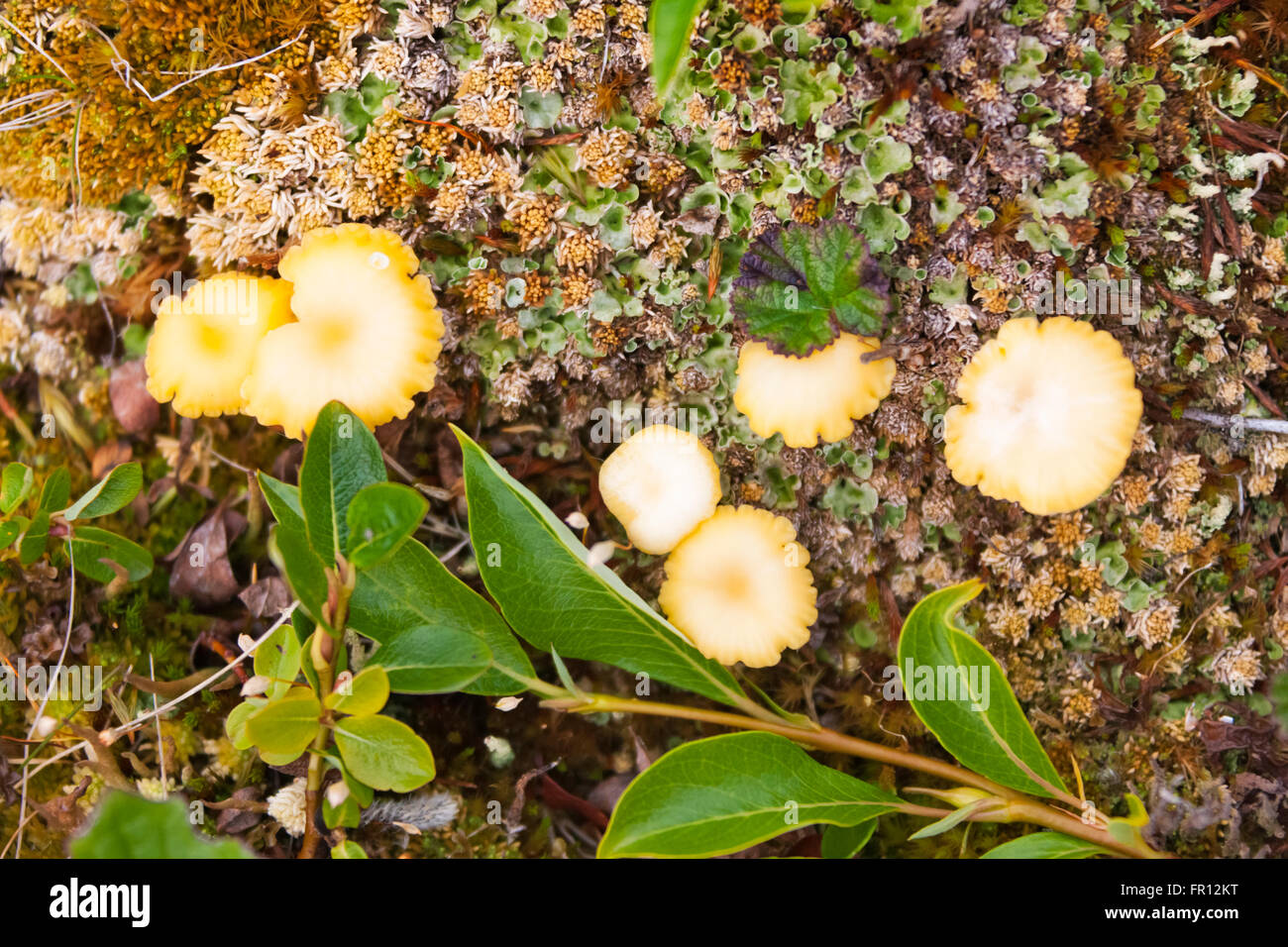 Pilze auf Fernost Tundra, Yttygran Insel, Beringmeer, Russland Stockfoto