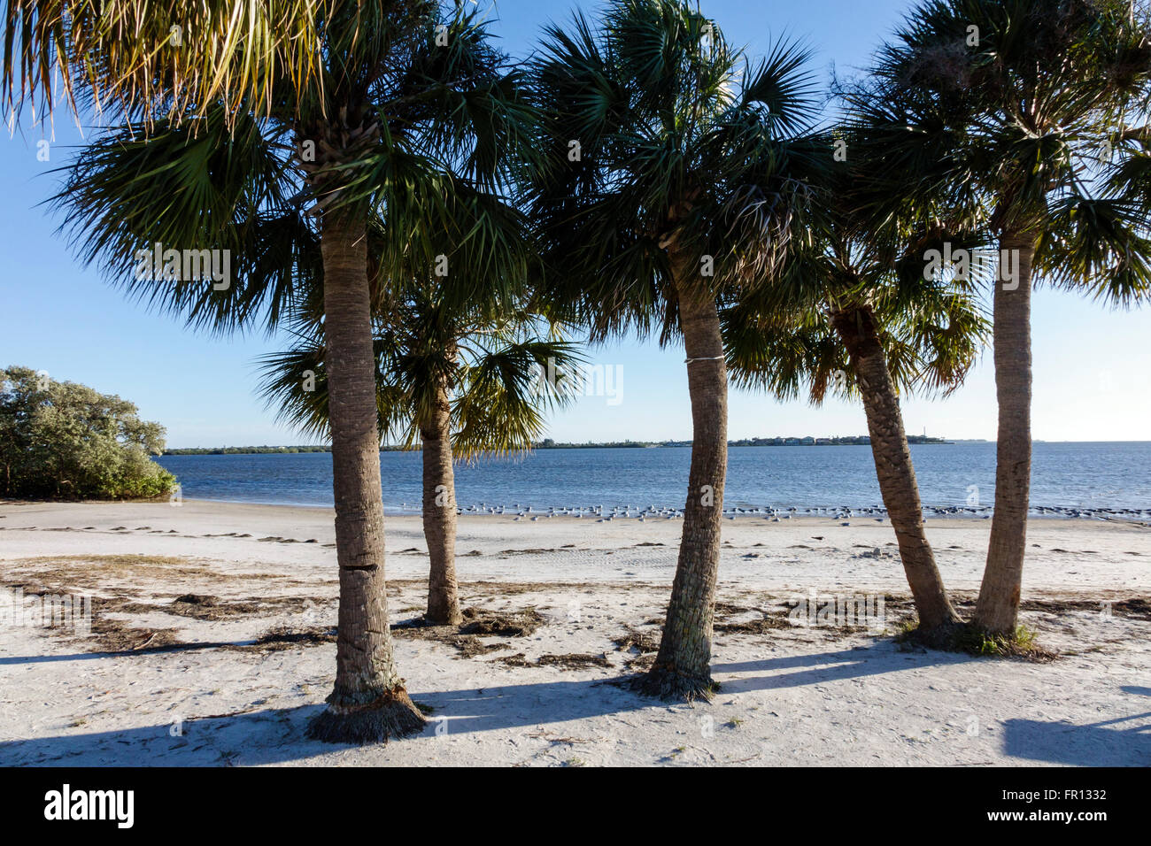Florida New Port Richey, Green Key, Robert K Rees Memorial Park, Golf von Mexiko, öffentlicher Strand, Sand, sabalpalmen, Palmen, FL160211041 Stockfoto