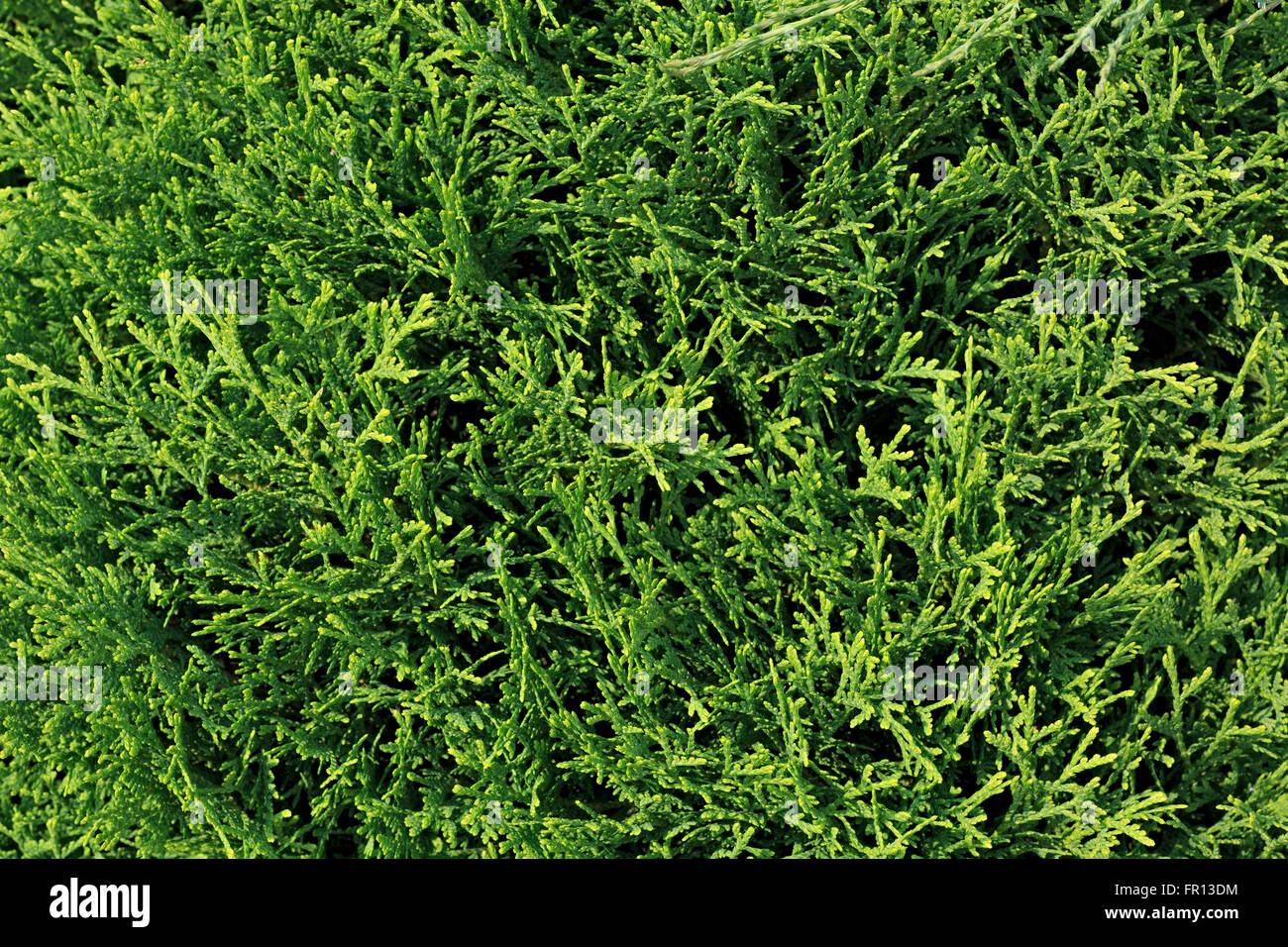 Thuja ist eine Gattung von Nadelbäumen in Cupressaceae Stockfoto