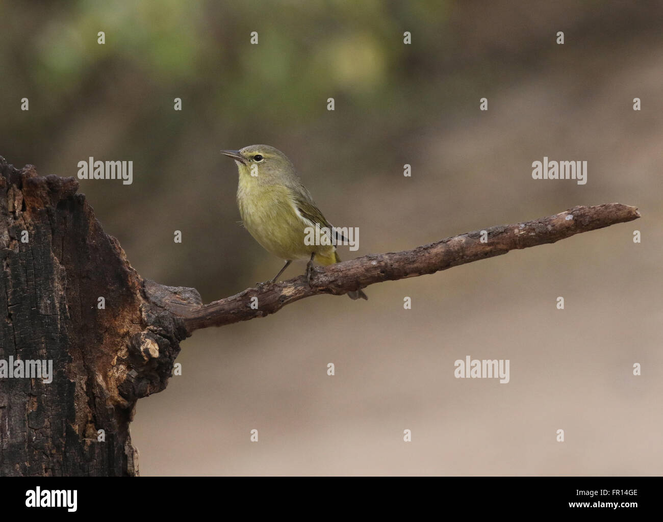 Orange-gekrönter Warbler stehend auf Ast Stockfoto