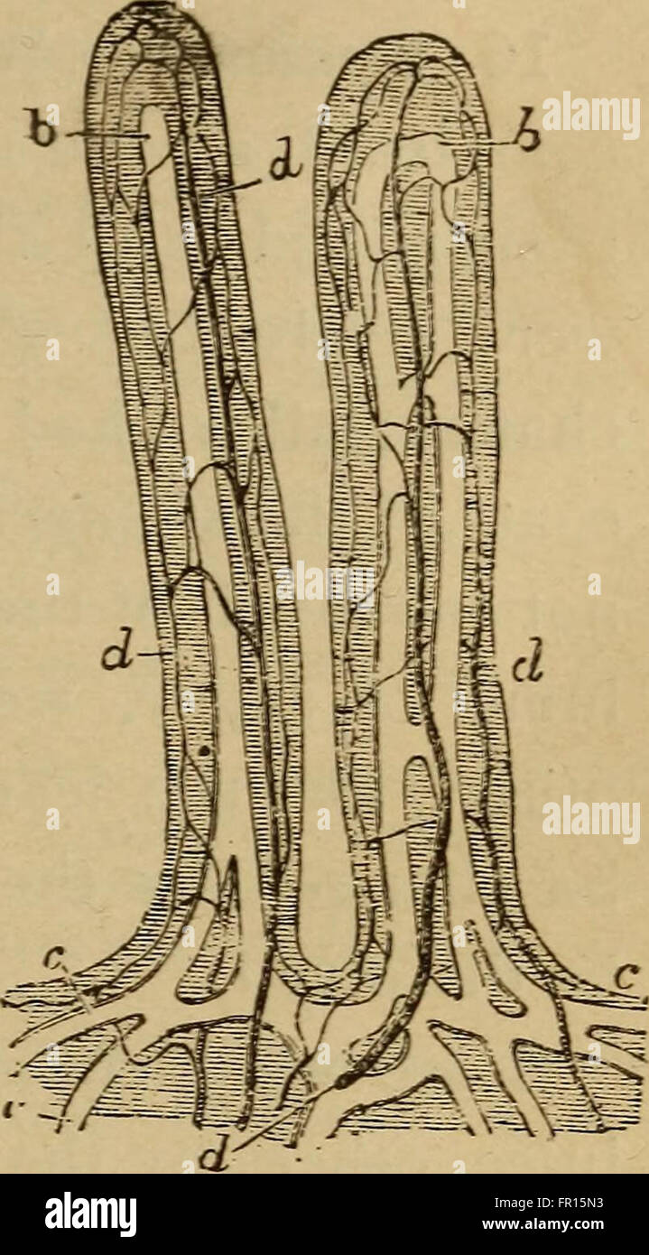 Der menschliche Körper. Ein Anfänger-Lehrbuch der Anatomie, Physiologie und Hygiene (1884) Stockfoto