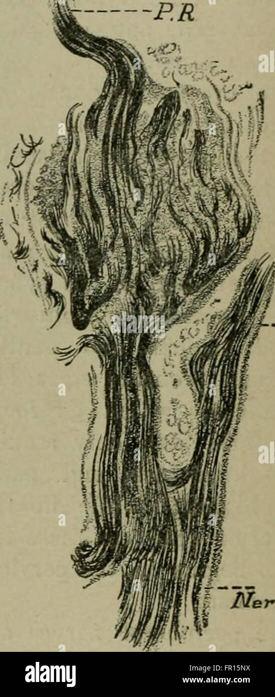 Lehrbuch der Nervenkrankheiten; wird ein Kompendium für Studenten und Praktiker der Medizin (1901) Stockfoto