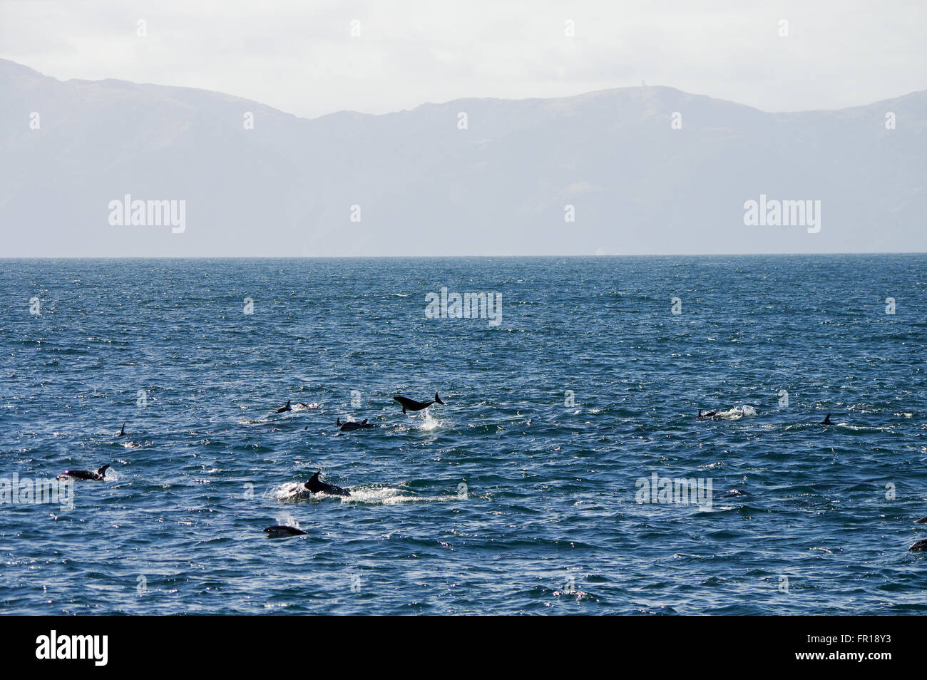 Große Schule von düsteren Delfinen in der Nähe von Kaikoura, Neuseeland Stockfoto