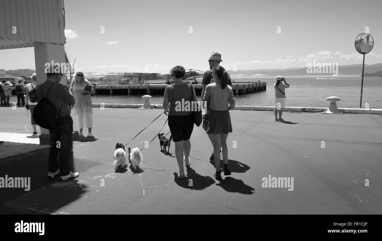 Menschen am Wellington Harbour Front am Wochenende mit Hunden Stockfoto