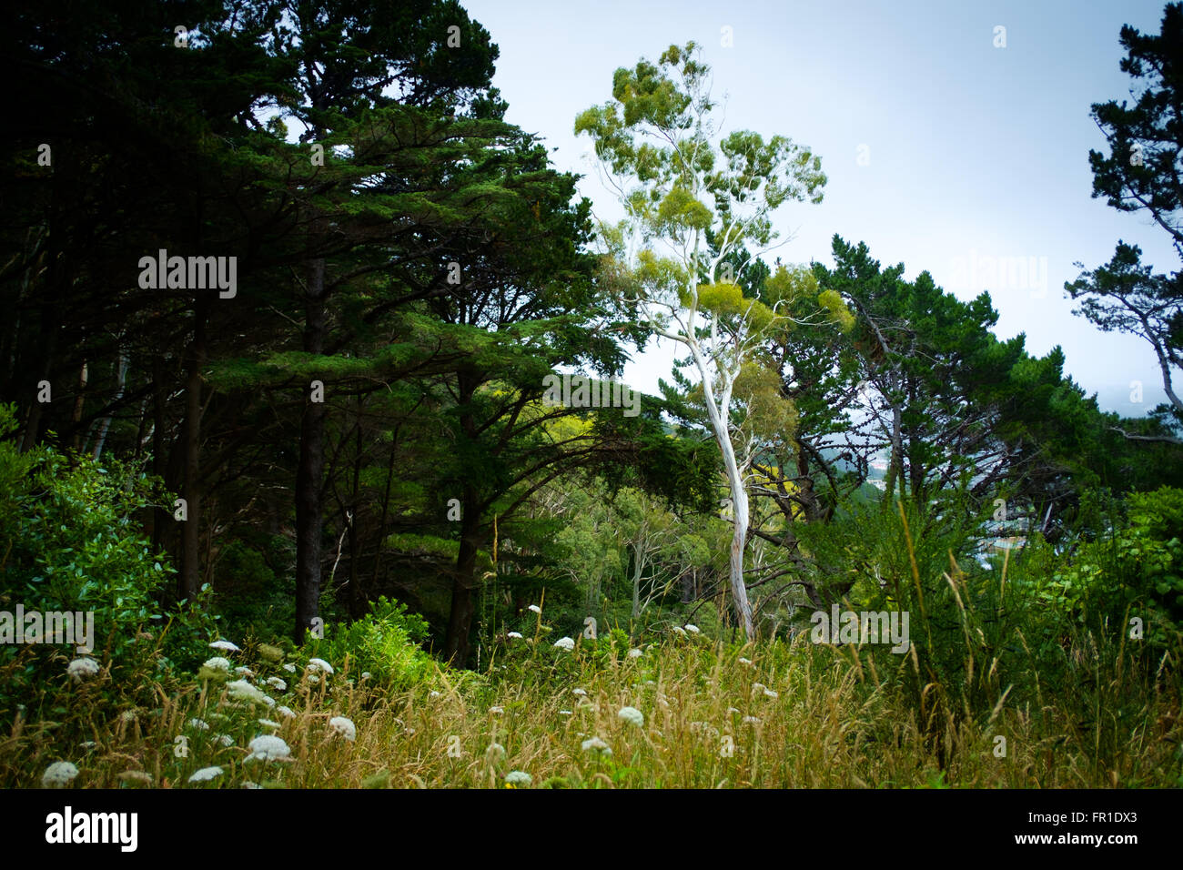 Woodland, Wellington, New Zealand, Mount Victoria Stockfoto