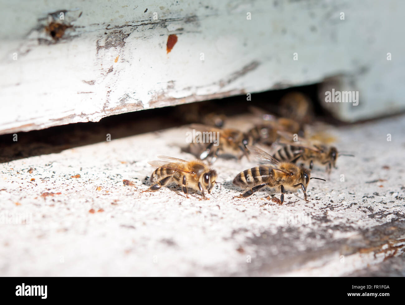 Nahaufnahme von den Bienen im Bienenstock an Loch Stockfoto