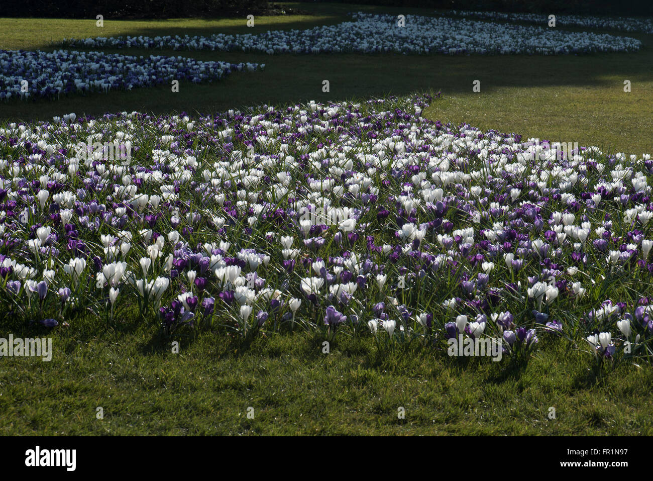 Crocus Vernus Sorten, wächst in einem Rasen, Surrey, UK. März. Stockfoto